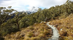 Routeburn Track clearing near Lake Mackenzie